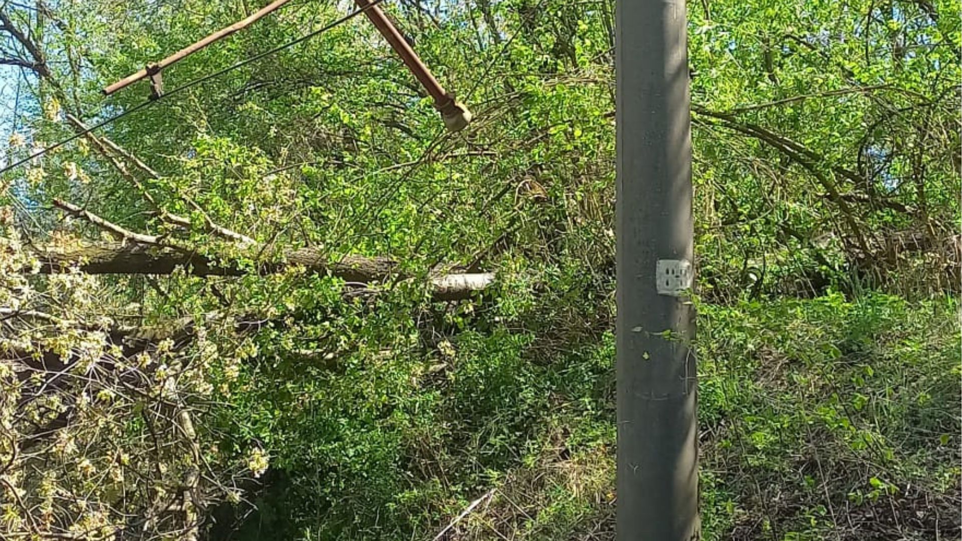 CFR: Circulația trenurilor oprită temporar pe două trasee din țară, din cauza copacilor căzuți