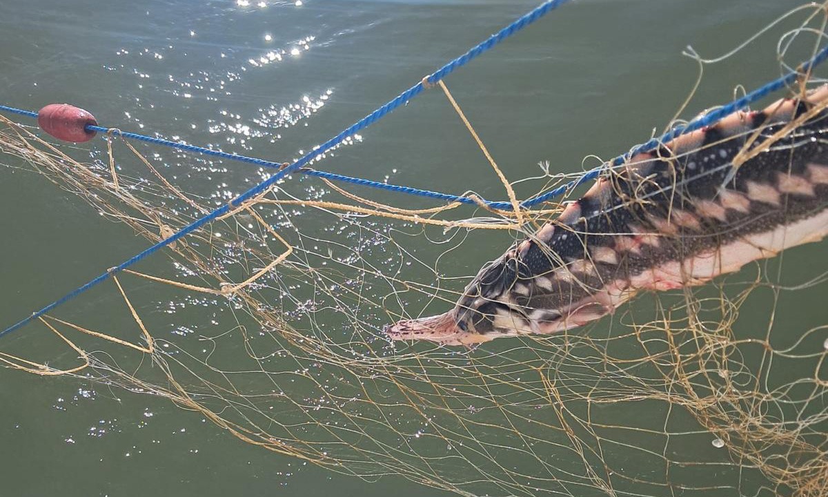 Cinci delfini și un rechin, prinși în plase amplasate ilegal în Marea Neagră, salvați de polițiști