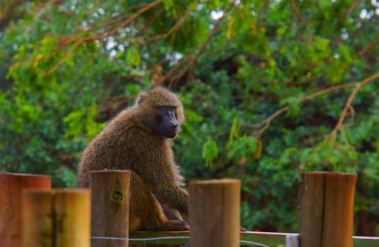 Cum a reacționat o femeie atunci când a întâlnit în bucătăria casei ei o maimuță care fura fructe