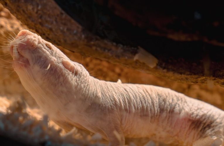 Descoperire surprinzătoare. Ce animale au renunțat la violența excesivă pentru un transfer pașnic al puterii