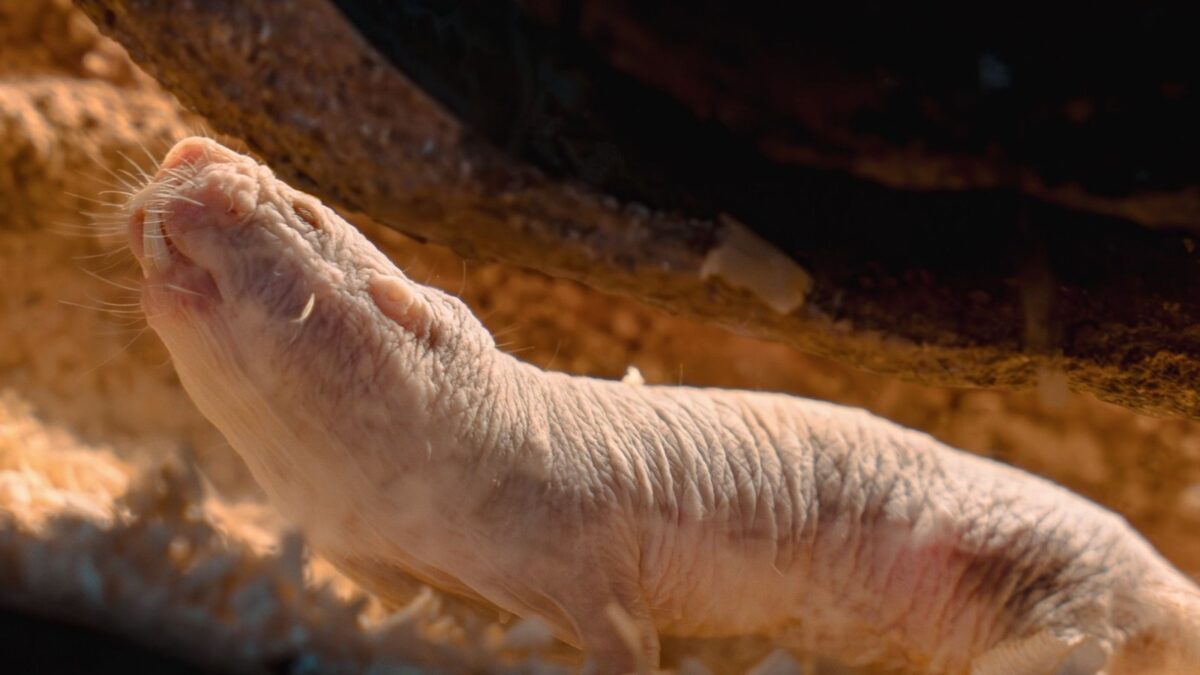 Descoperire surprinzătoare. Ce animale au renunțat la violența excesivă pentru un transfer pașnic al puterii