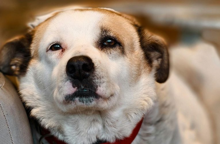 Doi bărbați din Caracal, sub control judiciar, după ce ar fi ucis un câine