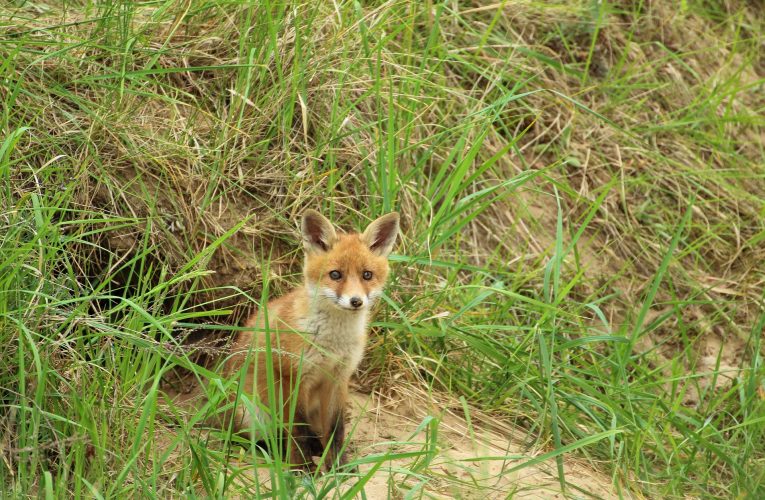 Fără mângâieri, dar cu multă grijă: cum sunt îngrijite animalele sălbatice într-un spital