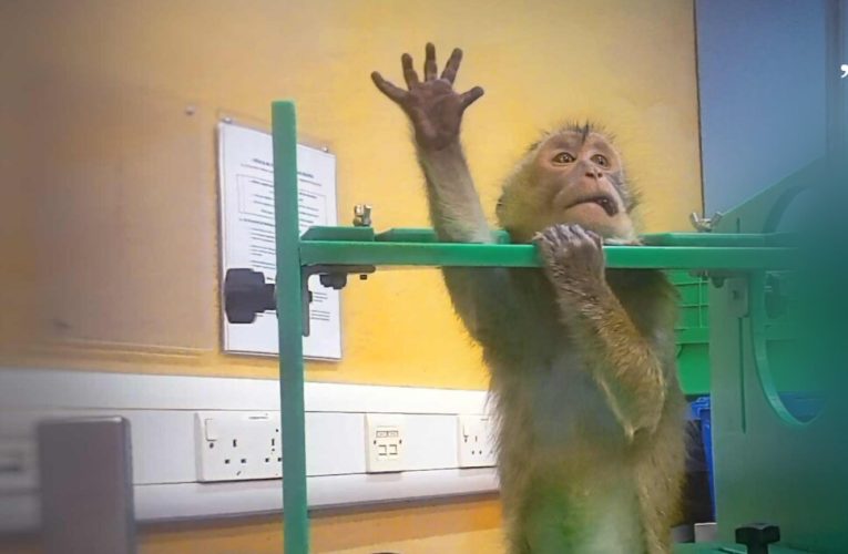 Filmările care zguduie Europa: imagini din laboratoare declanșează apeluri fără precedent pentru oprirea testelor pe animale
