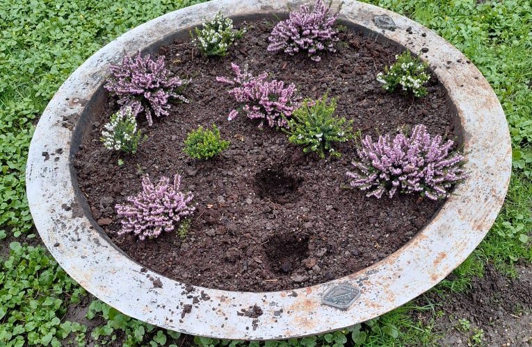 Florile din Parcul Chișmigiu, păzite de polițiști locali. Sute de flori furate în câteva zile