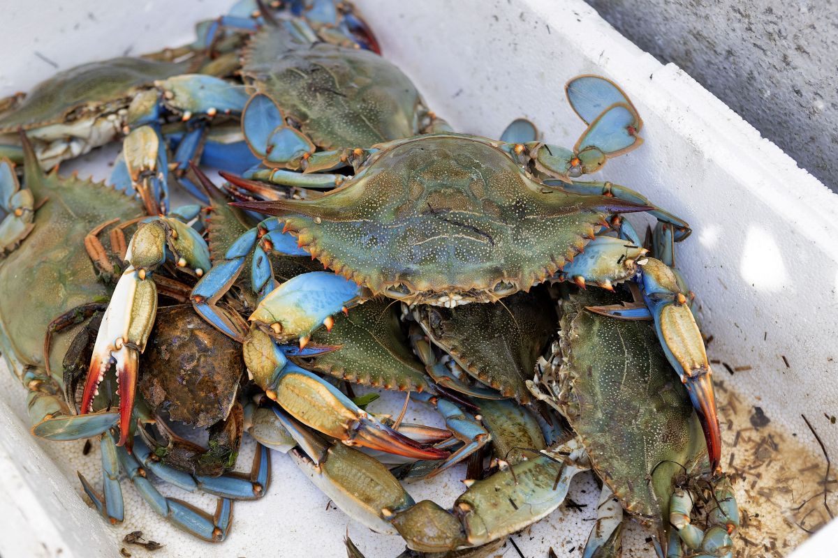 Ideea consumului speciilor invazive pentru a evita expansiunea lor, criticată de experți