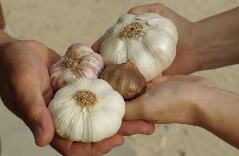 Legătura usturoiului cu sarcina / Testele de sarcină ale Antichității erau niște ciudățenii care, uneori, funcționau