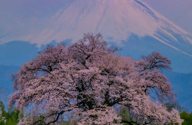 Locuitorii unui oraș japonez, furioși din cauza mulțimii de turiști care vin să vadă florile de cireș și Muntele Fuji