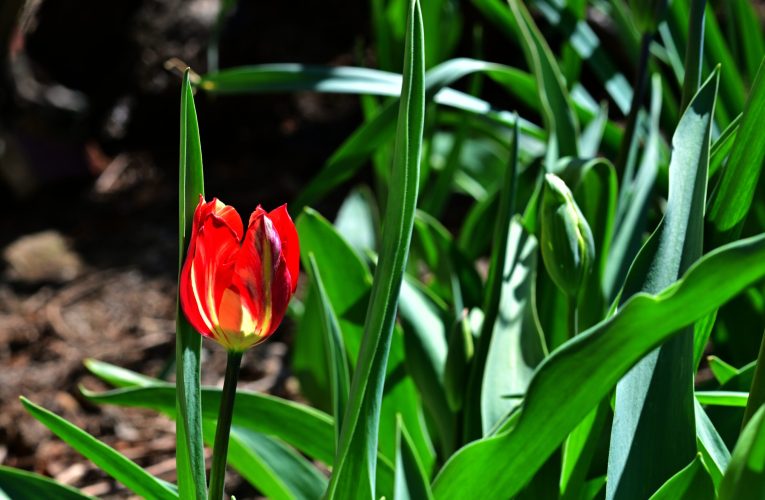 O lună de contraste meteo. ANM anunță când revin temperaturile de primăvară în România