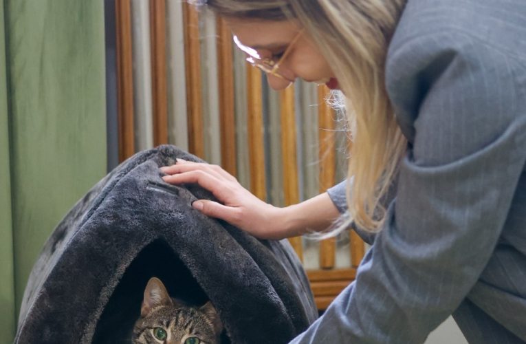 Pisică grav abuzată, adoptată de Ministerul Mediului / „Acest gest este despre responsabilitate, dar și despre puterea exemplului. Leia vine cu o poveste grea”