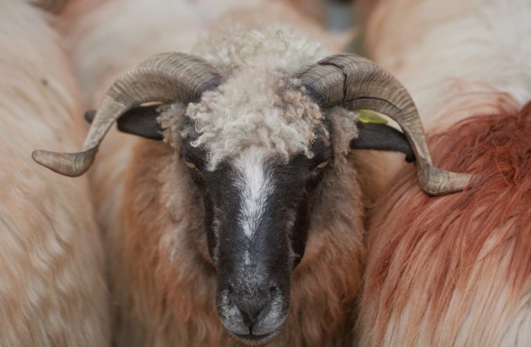 Record: România va exporta către Algeria peste 1 milion de ovine și carcase în 2026