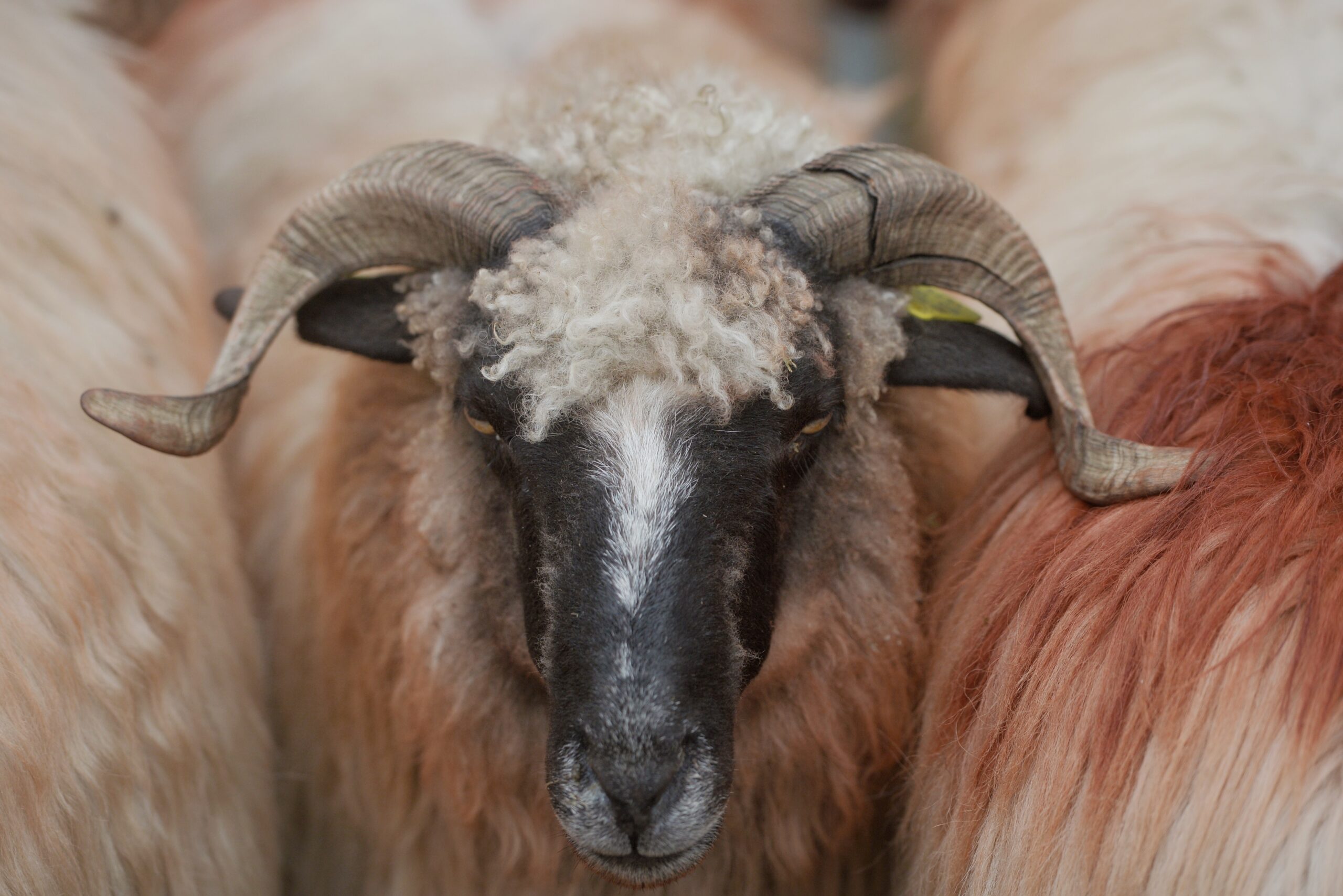 Record: România va exporta către Algeria peste 1 milion de ovine și carcase în 2026