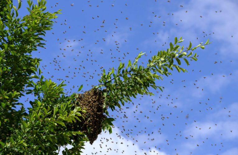 Roiuri formate din zeci de mii de albine au invadat un centru comercial din Israel