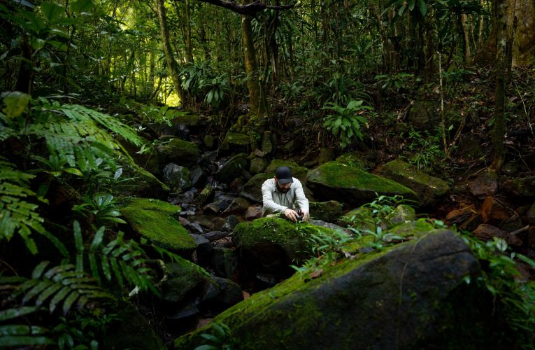 România intră în premieră pe harta globală a sunetelor narturii. Care sunt avantajele pentru economie