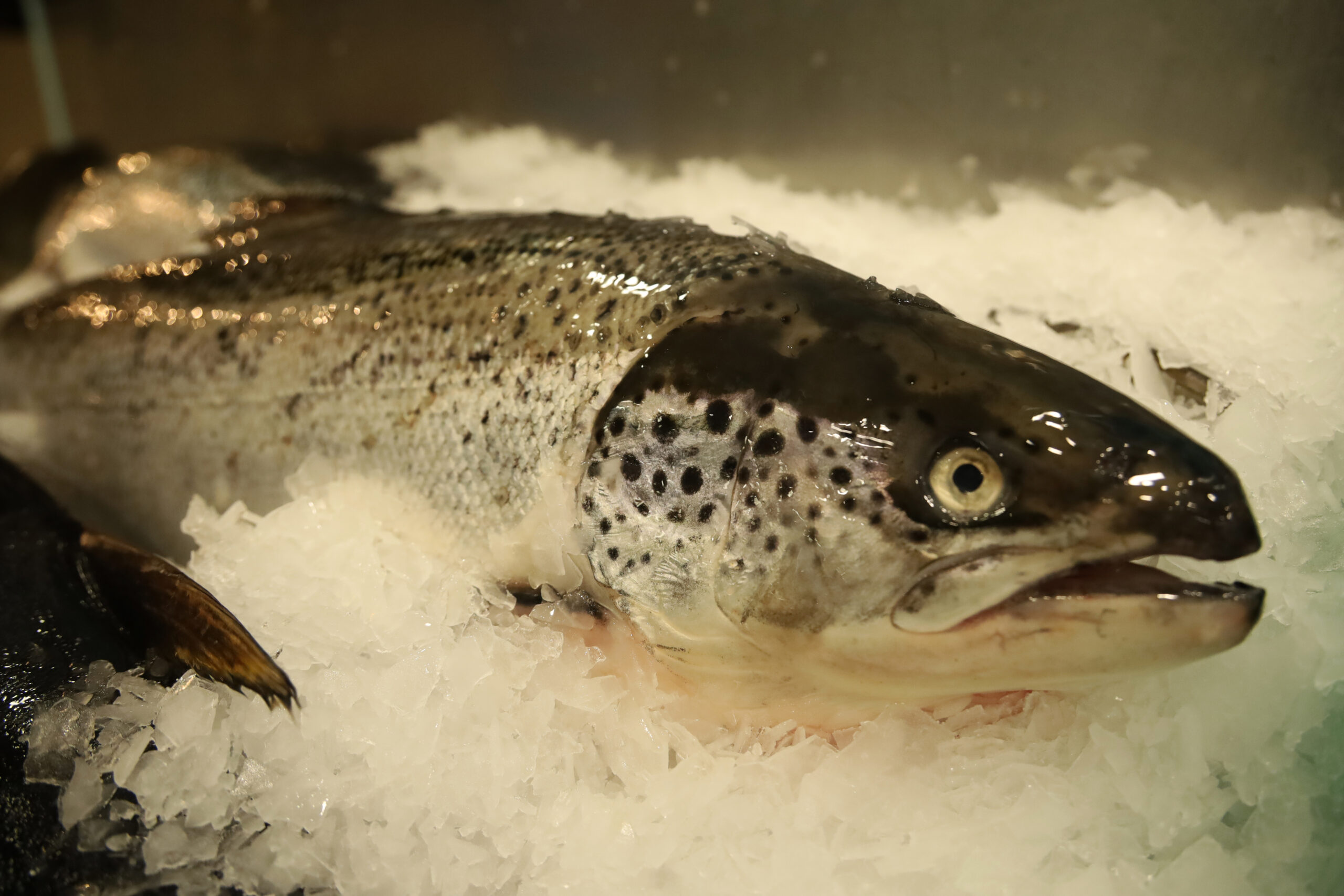 Romania produces less and less fish