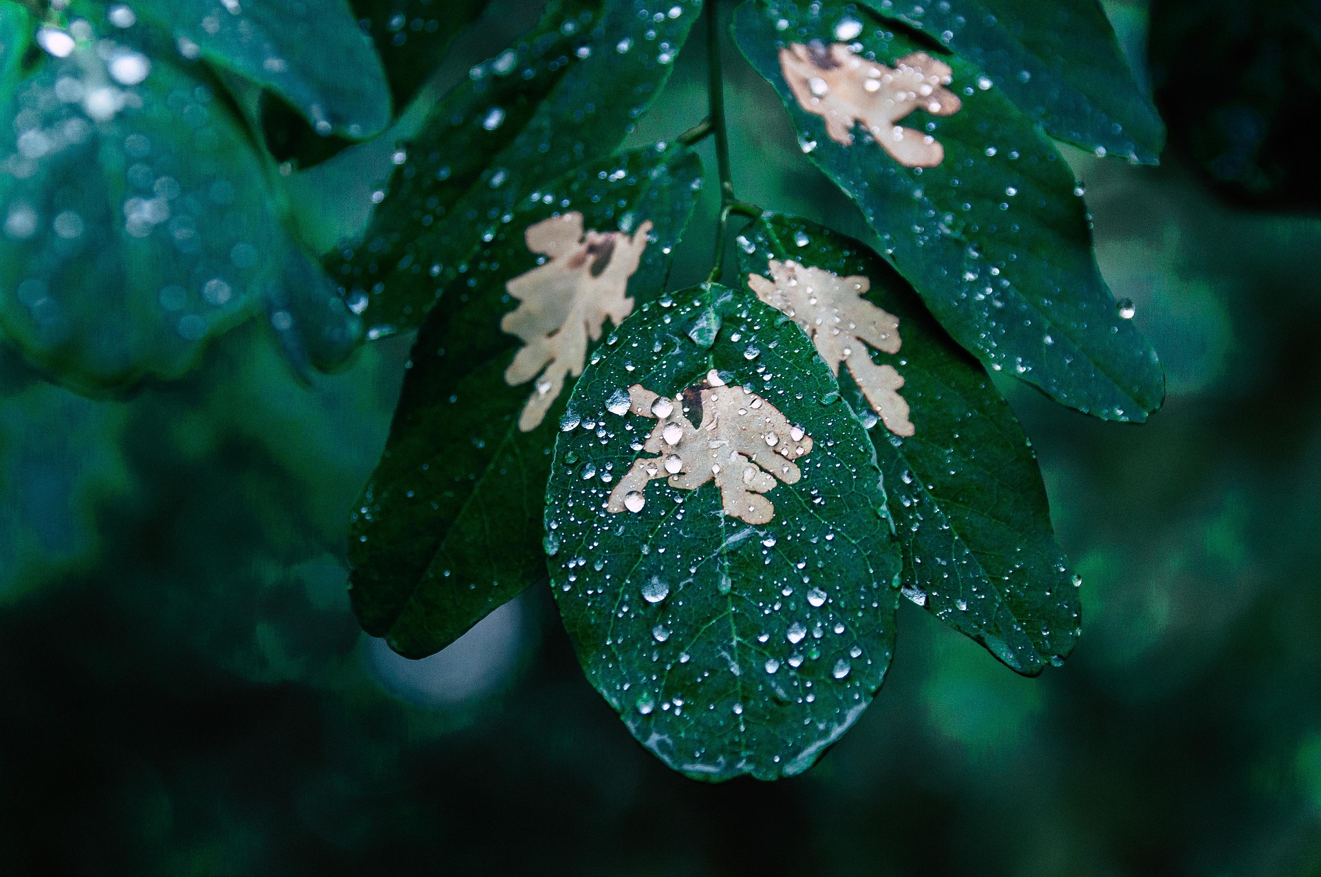 Sunetul ploii ar putea ajuta semințele să decidă când să încolțească