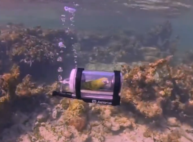 Un bărbat a construit un minisubmarin pentru papagalul său. Este primul papagal care face snorkeling