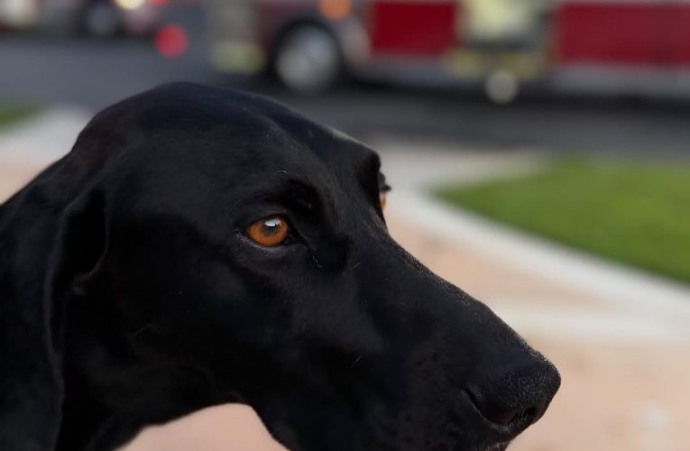 Un câine și-a salvat familia după ce a lătrat pentru a-i alerta de un incendiu izbucnit în garaj