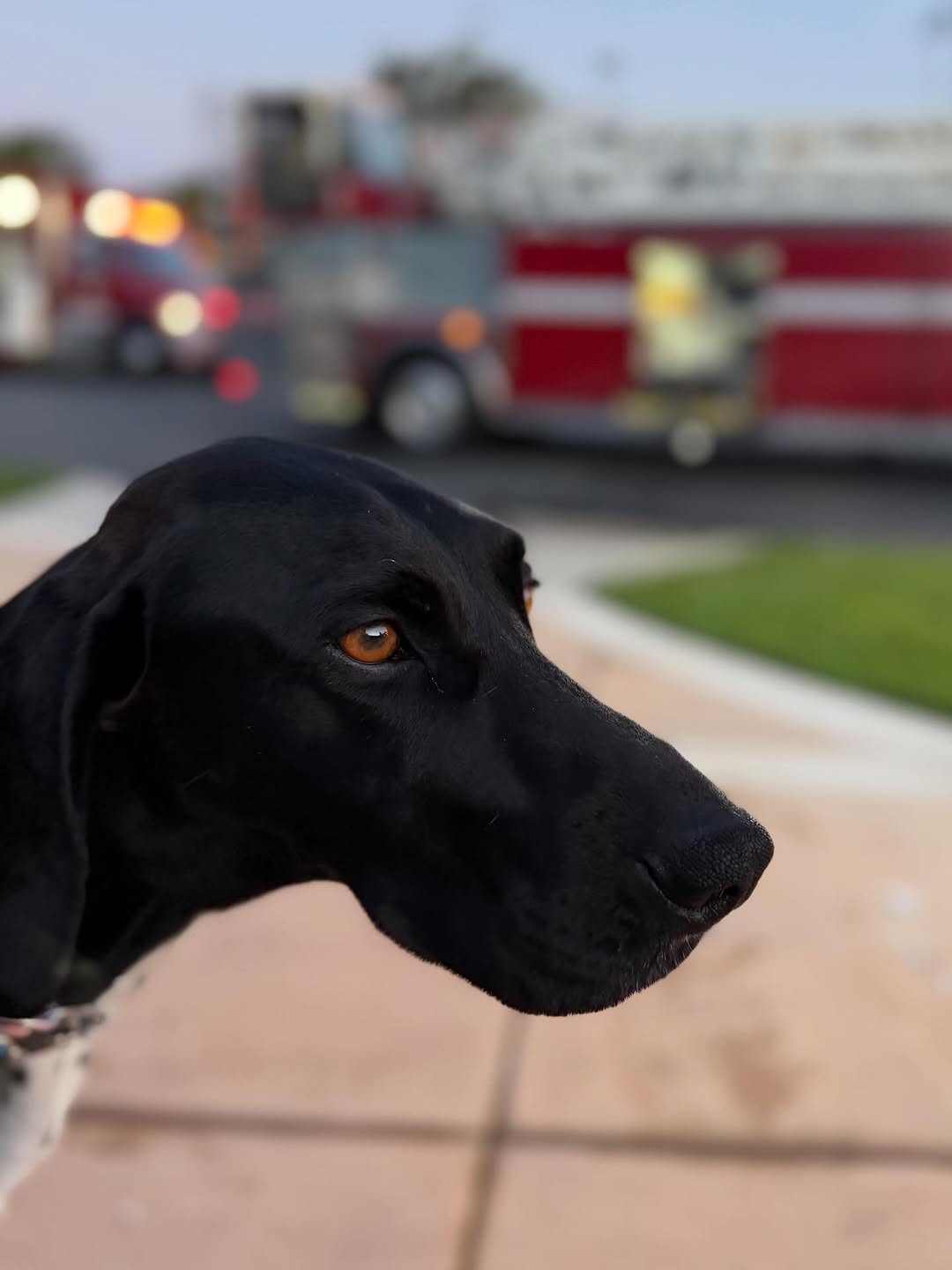 Un câine și-a salvat familia după ce a lătrat pentru a-i alerta de un incendiu izbucnit în garaj
