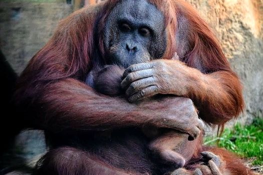 Un pui dintr-o specie extrem de rară s-a născut la Zoo Madrid. Numele său va fi ales de public