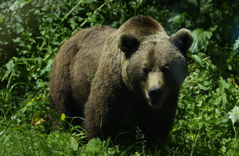 Un urs a fost semnalat într-o localitate din Maramureș. Autoritățile au emis mesaj RO-Alert