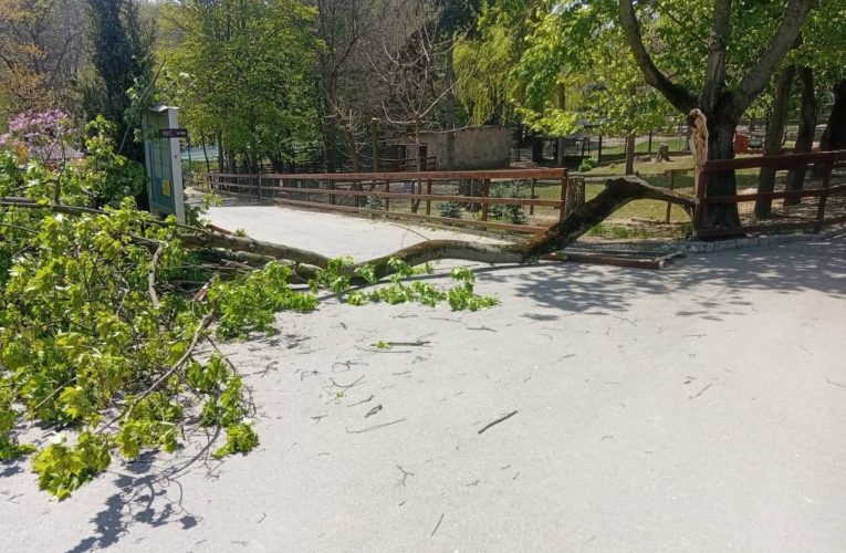 Vreme rea și în Republica Moldova. Un copac a căzut la Zoo Chișinău peste un copil de 6 ani