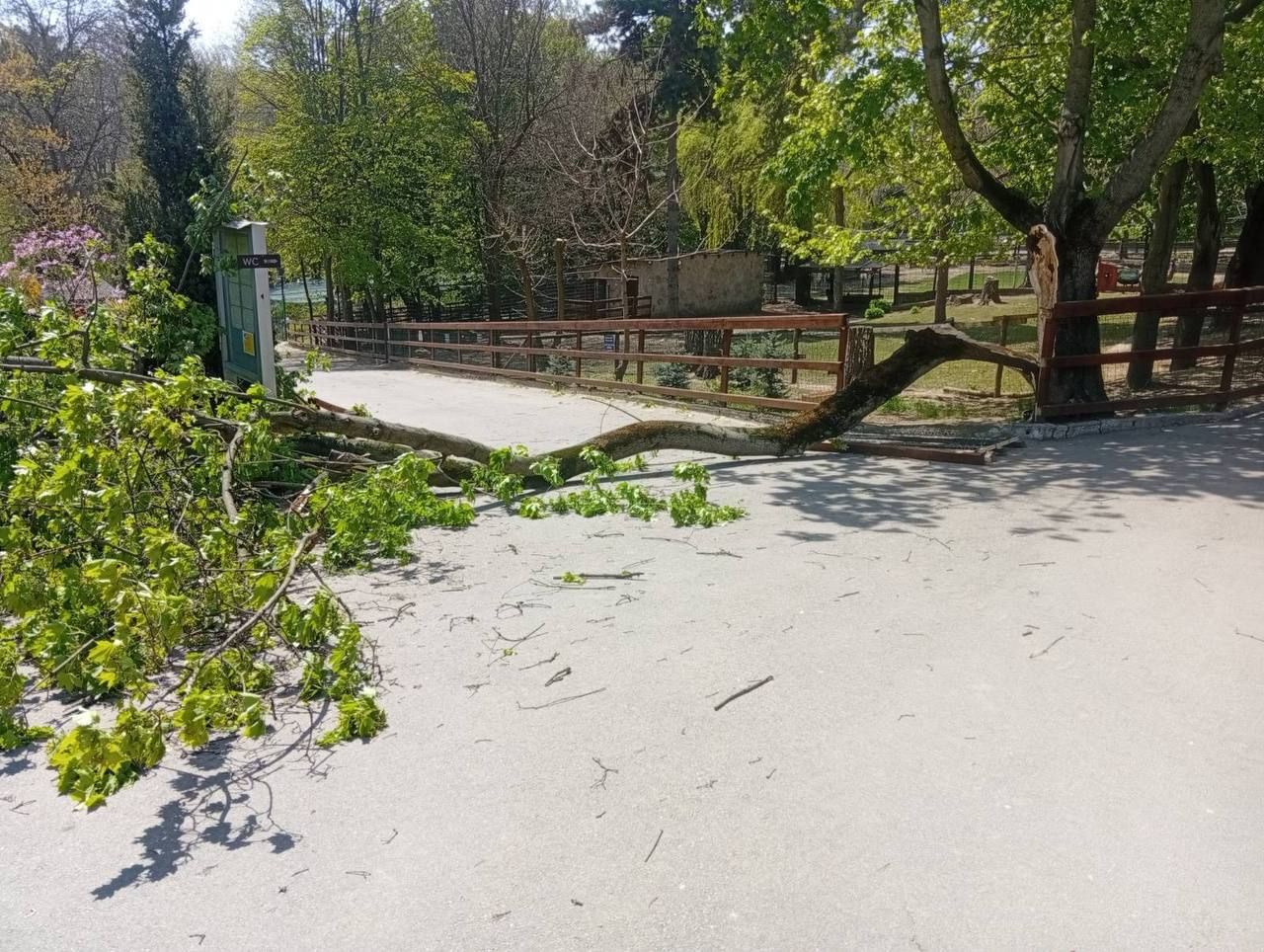 Vreme rea și în Republica Moldova. Un copac a căzut la Zoo Chișinău peste un copil de 6 ani