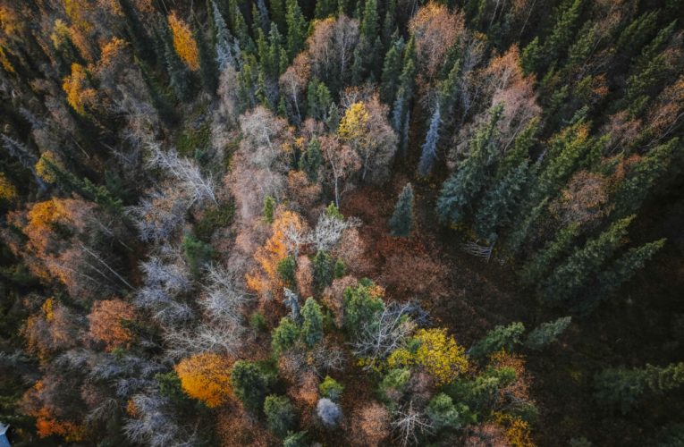 WSJ: Cel mai mare proprietar de terenuri din America folosește inteligența artificială pentru a digitaliza pădurea