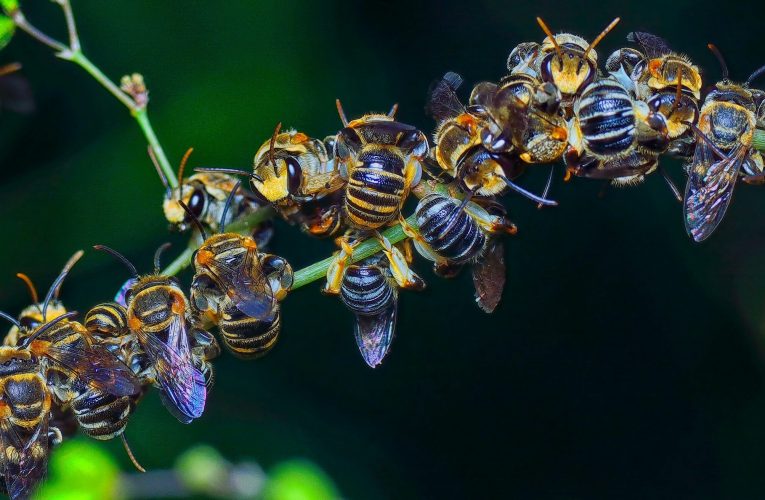 „Apocalipsa insectelor”, fenomenul alarmant ce duce la pierderea polenizatorilor la nivel global