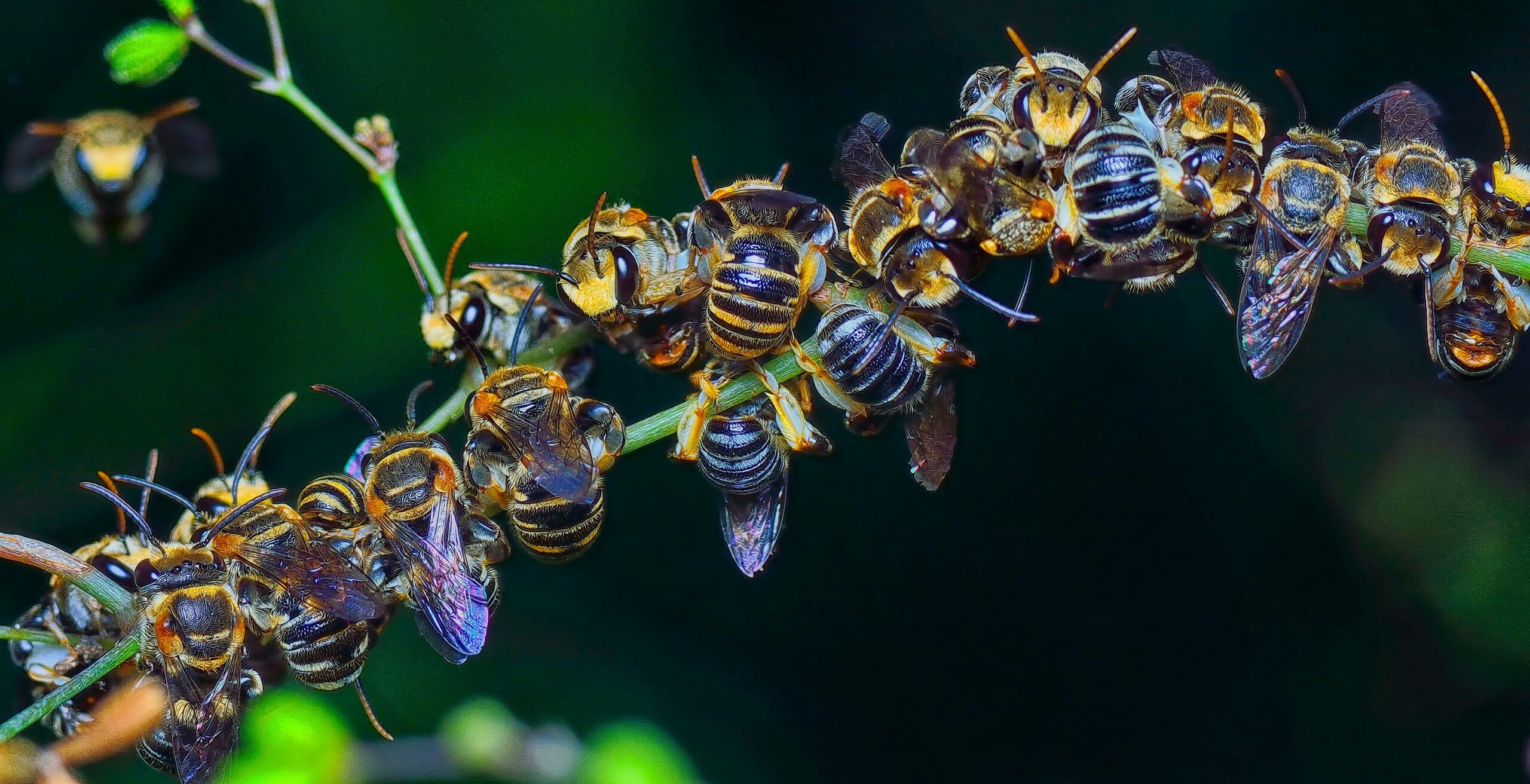 „Apocalipsa insectelor”, fenomenul alarmant ce duce la pierderea polenizatorilor la nivel global