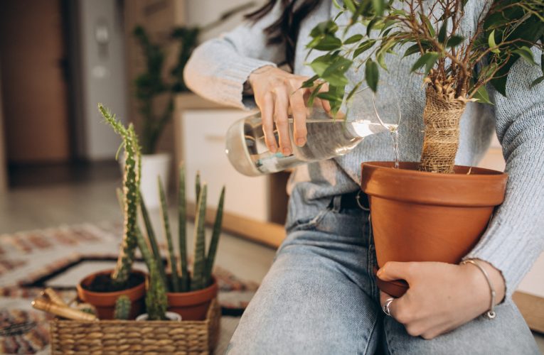 Care este momentul ideal al zilei în care să uzi plantele. Modul prin care eviți ofilirea