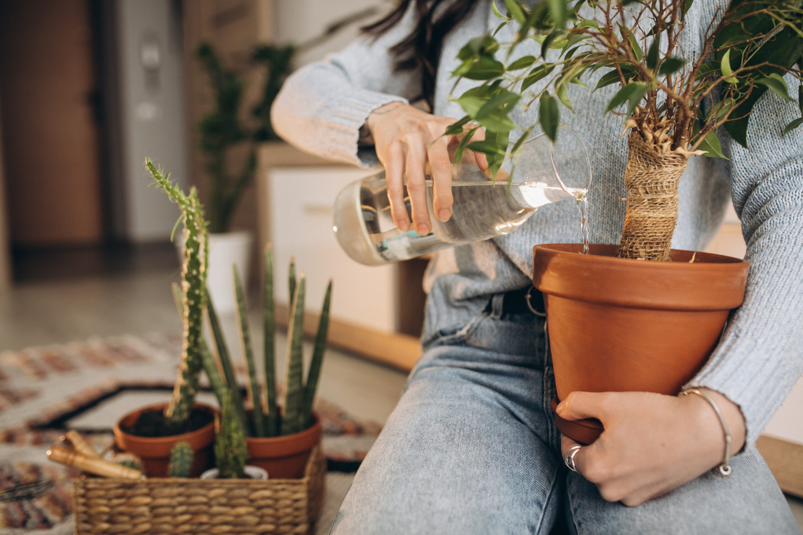 Care este momentul ideal al zilei în care să uzi plantele. Modul prin care eviți ofilirea
