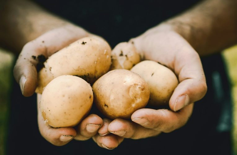 Cartoful are propria zi internațională. Cum a devenit una dintre cele mai importante culturi agricole