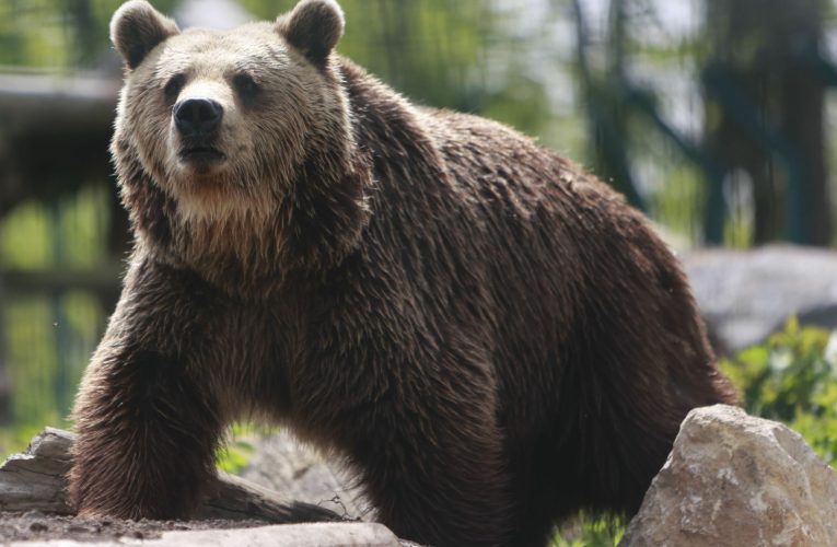 Dâmbovița: A fost semnalată prezența unui urs în Pucioasa. Autoritățile au emis RO-Alert