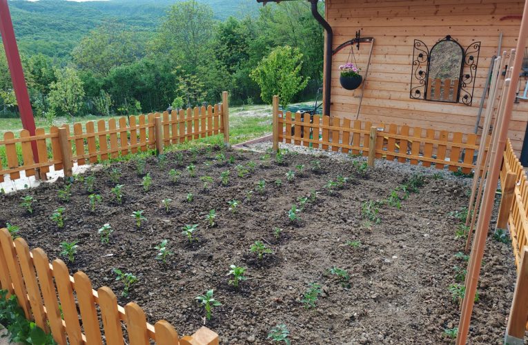 Detaliul care îți poate salva grădina: care este cel mai bun moment al zilei pentru udarea grădinilor în sezonul cald