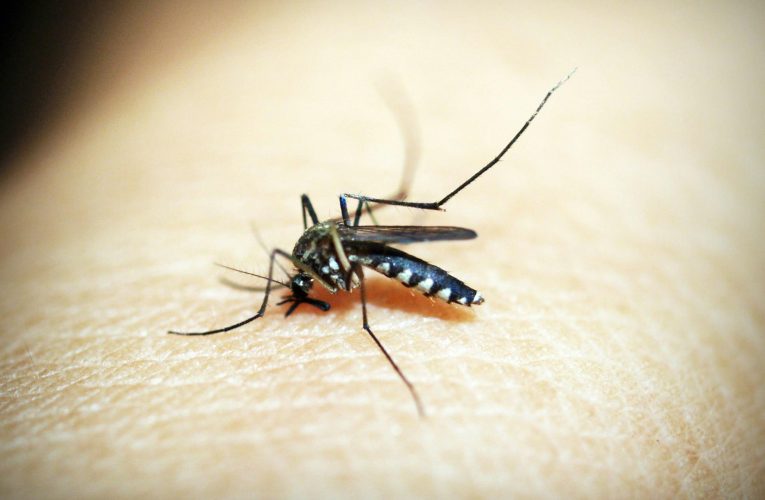Europa riscă să devină un focar pentru virusul chikungunya, pe fondul extinderii habitatelor țânțarilor