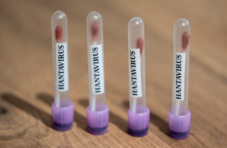 Hantavirus: Rozătoare capturate de cercetători, pentru a testa ipoteza transmiterii virusului de animale