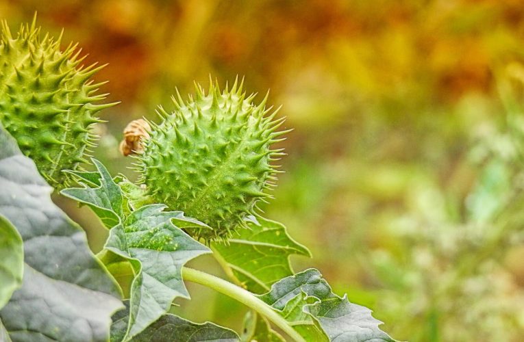 Invazia misterioasă. O țară este invadată de o plantă otrăvitoare, autoritățile și cercetătorii, luați prin surprindere