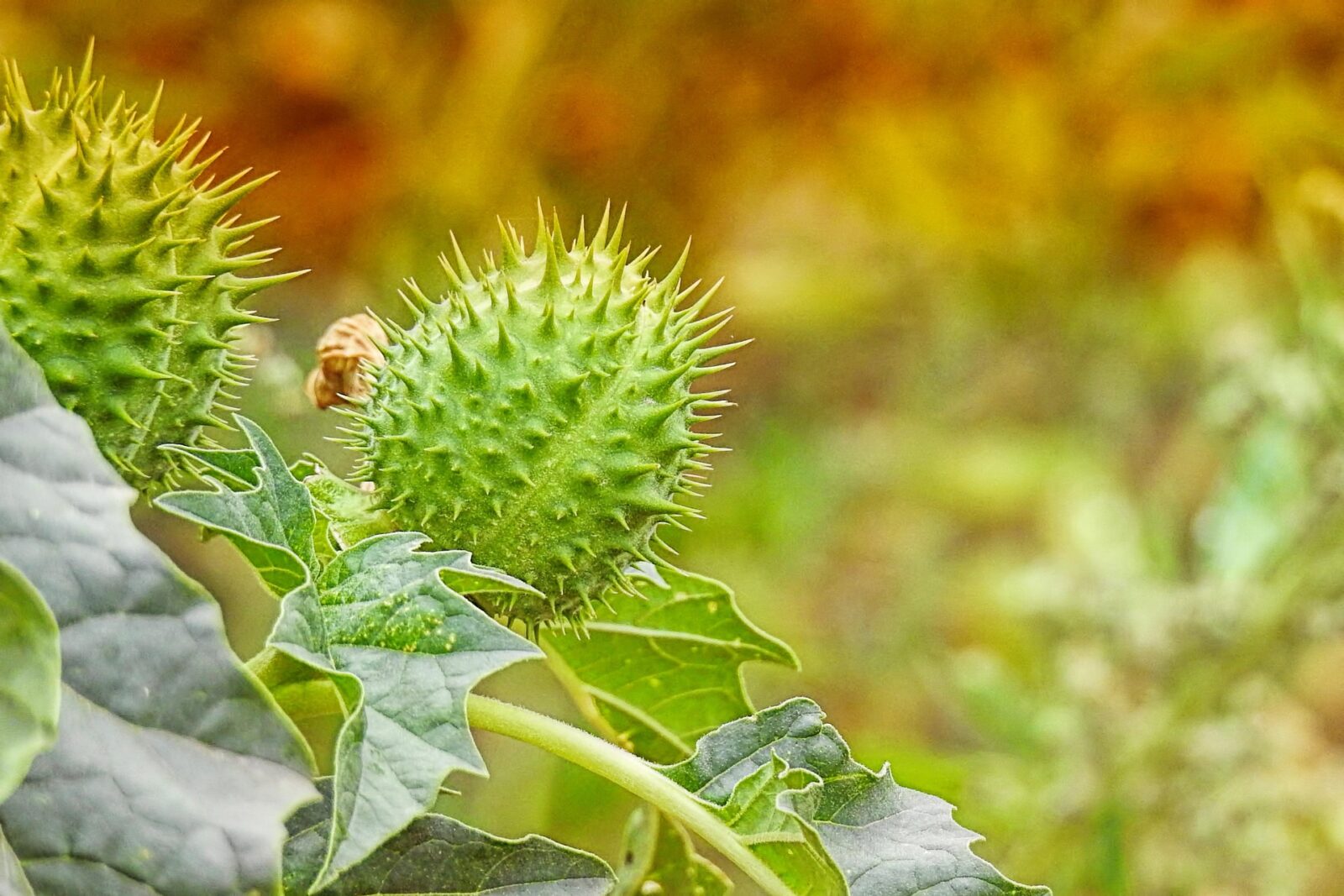 Invazia misterioasă. O țară este invadată de o plantă otrăvitoare, autoritățile și cercetătorii, luați prin surprindere