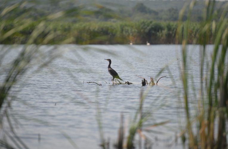 Mai multe state UE cer măsuri dure împotriva cormoranilor, păsările acuzate că consumă 360.000 de tone de pește