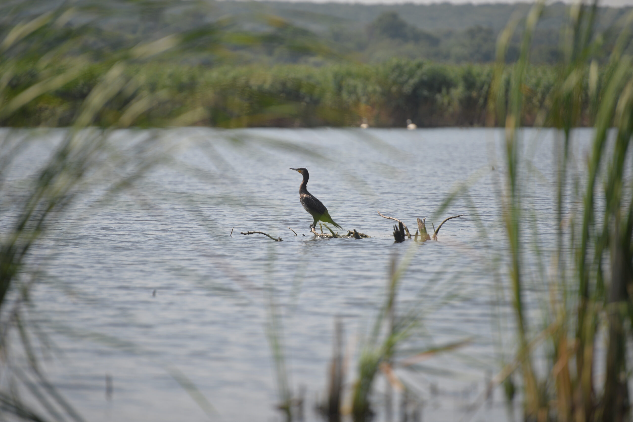 Mai multe state UE cer măsuri dure împotriva cormoranilor, păsările acuzate că consumă 360.000 de tone de pește