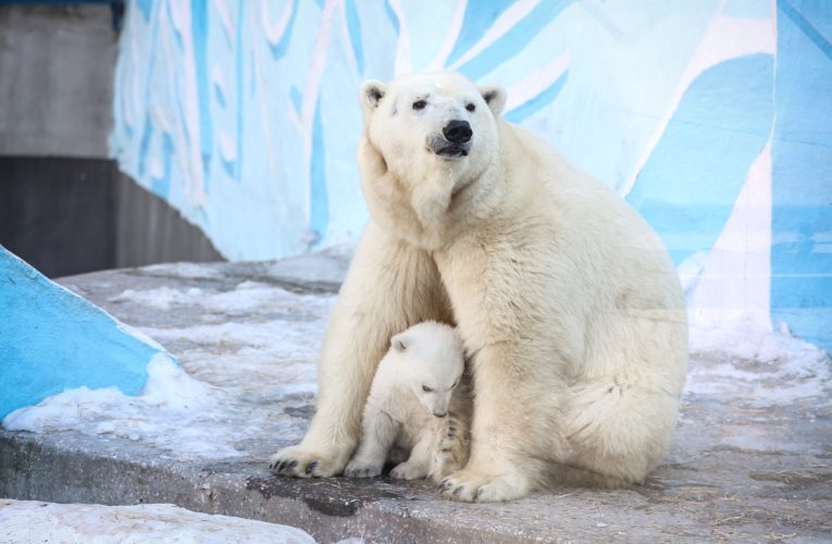 Premieră în Europa. Un urs polar a fost depistat cu gripă aviară