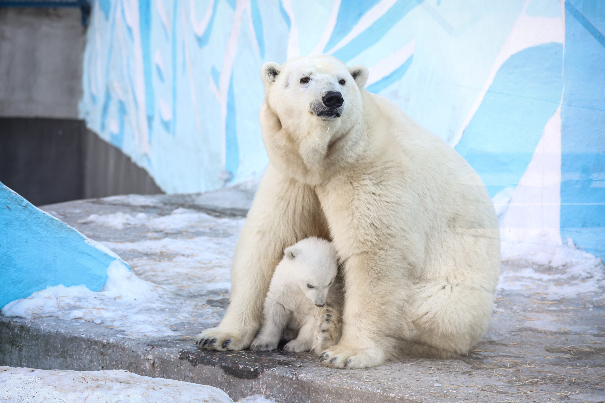 Premieră în Europa. Un urs polar a fost depistat cu gripă aviară