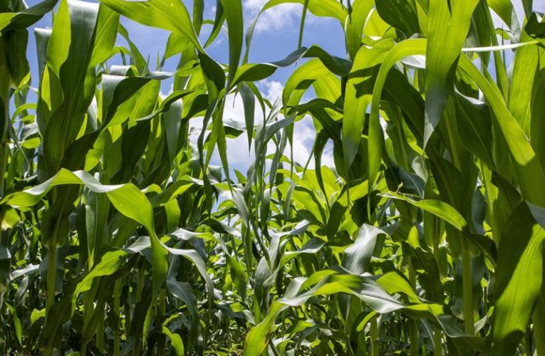 Produsele biologice ajută culturile să performeze prin utilizarea mai inteligentă a azotului