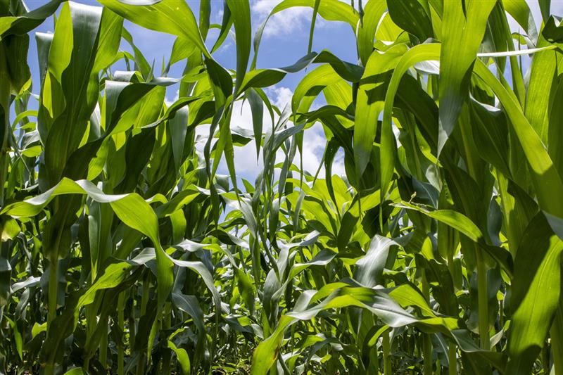 Produsele biologice ajută culturile să performeze prin utilizarea mai inteligentă a azotului