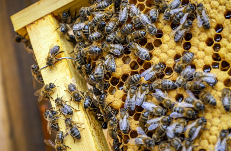 Support for beekeepers: 15 euros for each registered bee colony