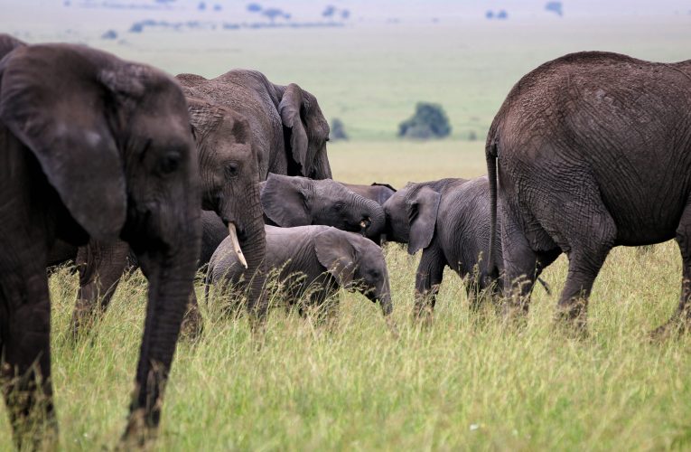 Trei oameni au murit în Uganda după ce mașina în care se aflau s-au izbit de un elefant