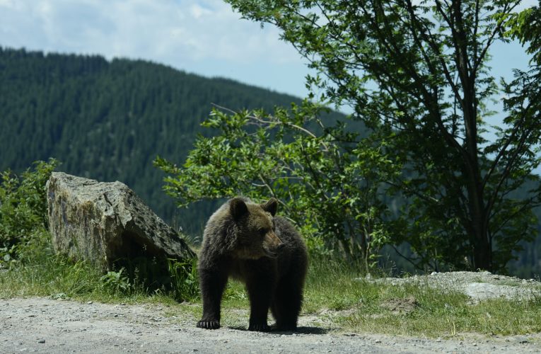 Un bulgar a fost mușcat de urs în zona Barajului Vidraru. A fost emis mesaj Ro-Alert