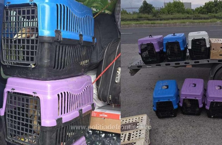Un bulgar a vrut să intre în România cu 47 de păsări exotice în microbuz