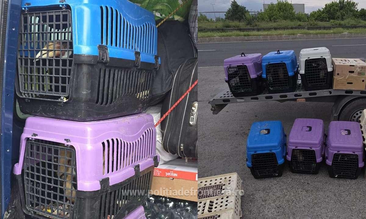 Un bulgar a vrut să intre în România cu 47 de păsări exotice în microbuz